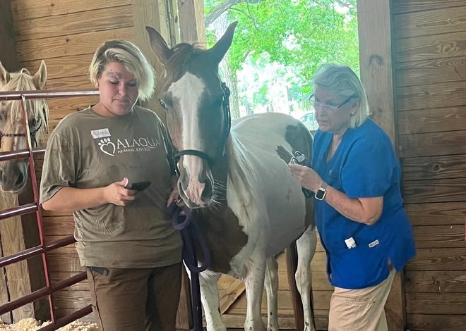 The Alaqua Animal Refuge, along with the Panhandle Animal Welfare Society and other enforcement agencies, removed nine emaciated horses from a Holt home last week. One horse was euthanized to “end the intense suffering he was experiencing."
