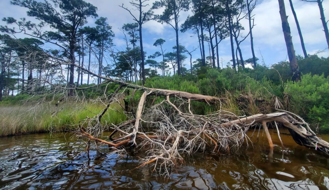 Ghost forests' are creeping across NC's coast. Ghost forests' are creeping across NC's coast.