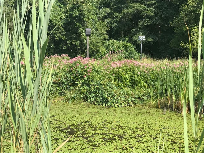 A birdhouse and a bat box stand among the wildflowers on the banks of a pond along Hope's Path.