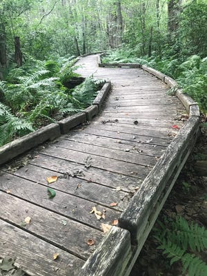 A boardwalk winds through a diverse lowland of trees and shrubs.