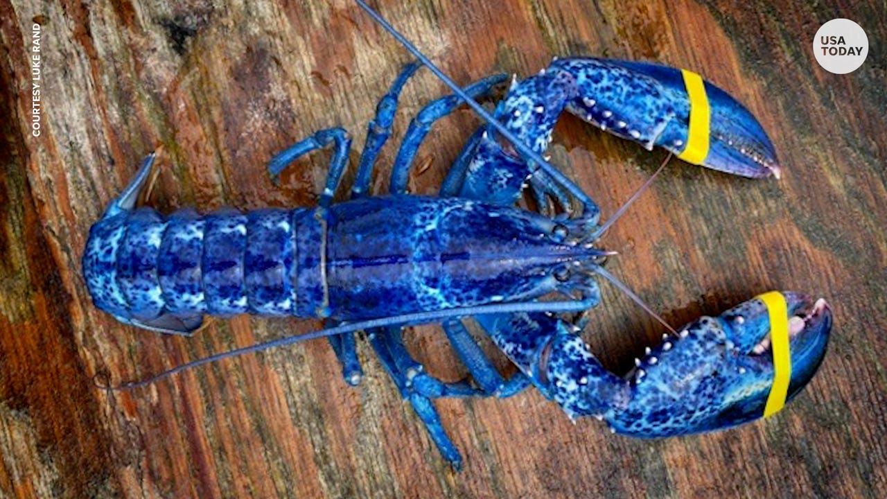 Blue Lobster Caught In Maine: Odds Are One-In-2 Million, Experts Say