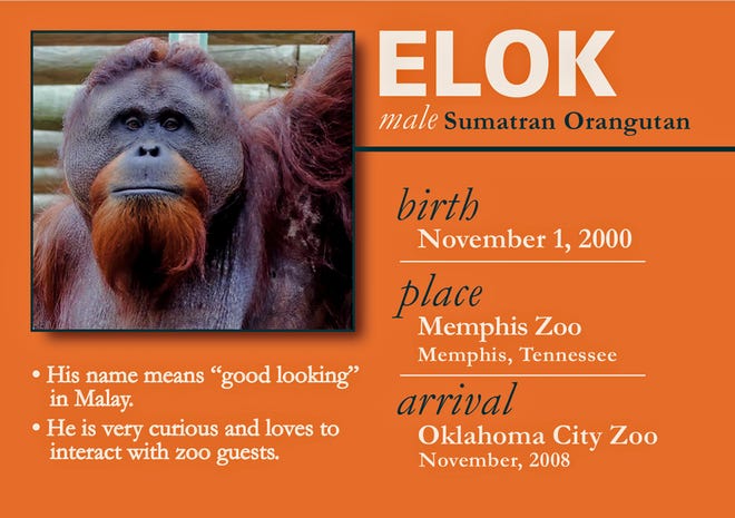 Elok, a 21-year-old Sumatran orangutan who has lived at the OKC Zoo since 2008, has created what is believed to be the first digital art non-fungible token designed by an orangutan. Two of the NFTs will be sold online starting Friday, which is International Orangutan Day, with proceeds benefiting conservation efforts.