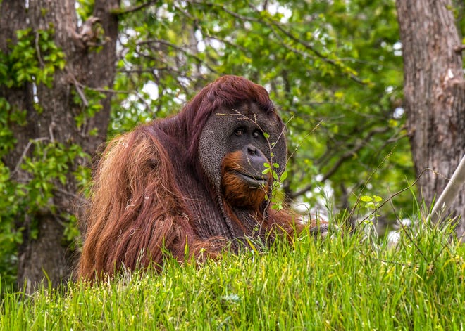Elok, a 21-year-old Sumatran orangutan that has lived at the OKC Zoo since 2008, has created what is believed to be the first digital art non-fungible token designed by an orangutan. Two of the NFTs will be sold online starting on Friday, which is International Orangutan Day, with proceeds benefiting conservation efforts.