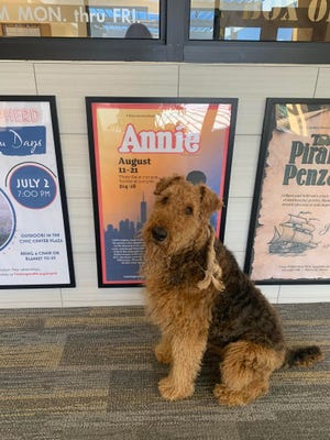 Arrow, a 5-year-old Airedale terrier, is featured in the role of Sandy in the Four Corners Musical Theatre Company production of "Annie!" that is being presented at the Farmington Civic Center.
