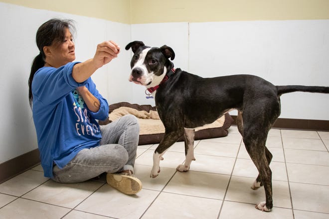 Amy Clark, employée de bureau de Rescue One, offre un traitement à Rizolli, un chien qui est aux soins des animaux depuis un peu plus d'un an, au bureau de Rescue One.  Rescue One est basé sur la pépinière, pas sur le refuge, de sorte que l'organisation n'a pas beaucoup d'espace pour héberger les animaux.  Mardi, Rescue One avait 454 chiens et chats à sa charge.  C'est plus que la moyenne de 300 animaux pris en charge l'été dernier.