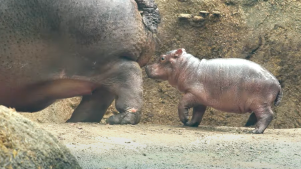 Fritz, the new baby hippo at the Cincinnati Zoo, f