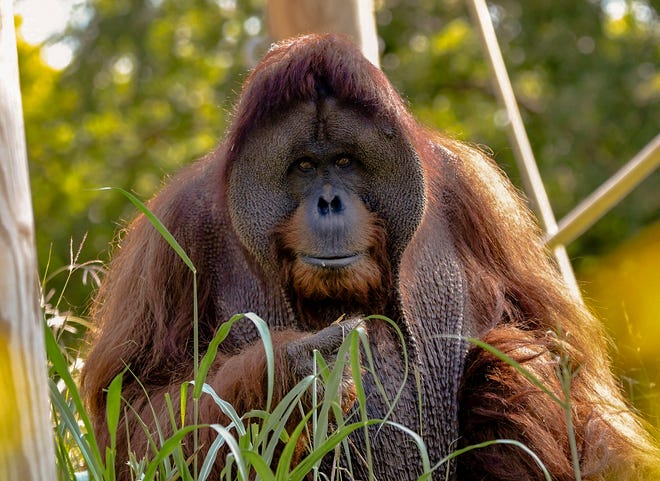 Elok, a 21-year-old Sumatran orangutan who has lived at the OKC Zoo since 2008, has created what is believed to be the first digital art non-fungible token designed by an orangutan. Two of the NFTs will be sold online starting Friday, which is International Orangutan Day, with proceeds benefiting conservation efforts.