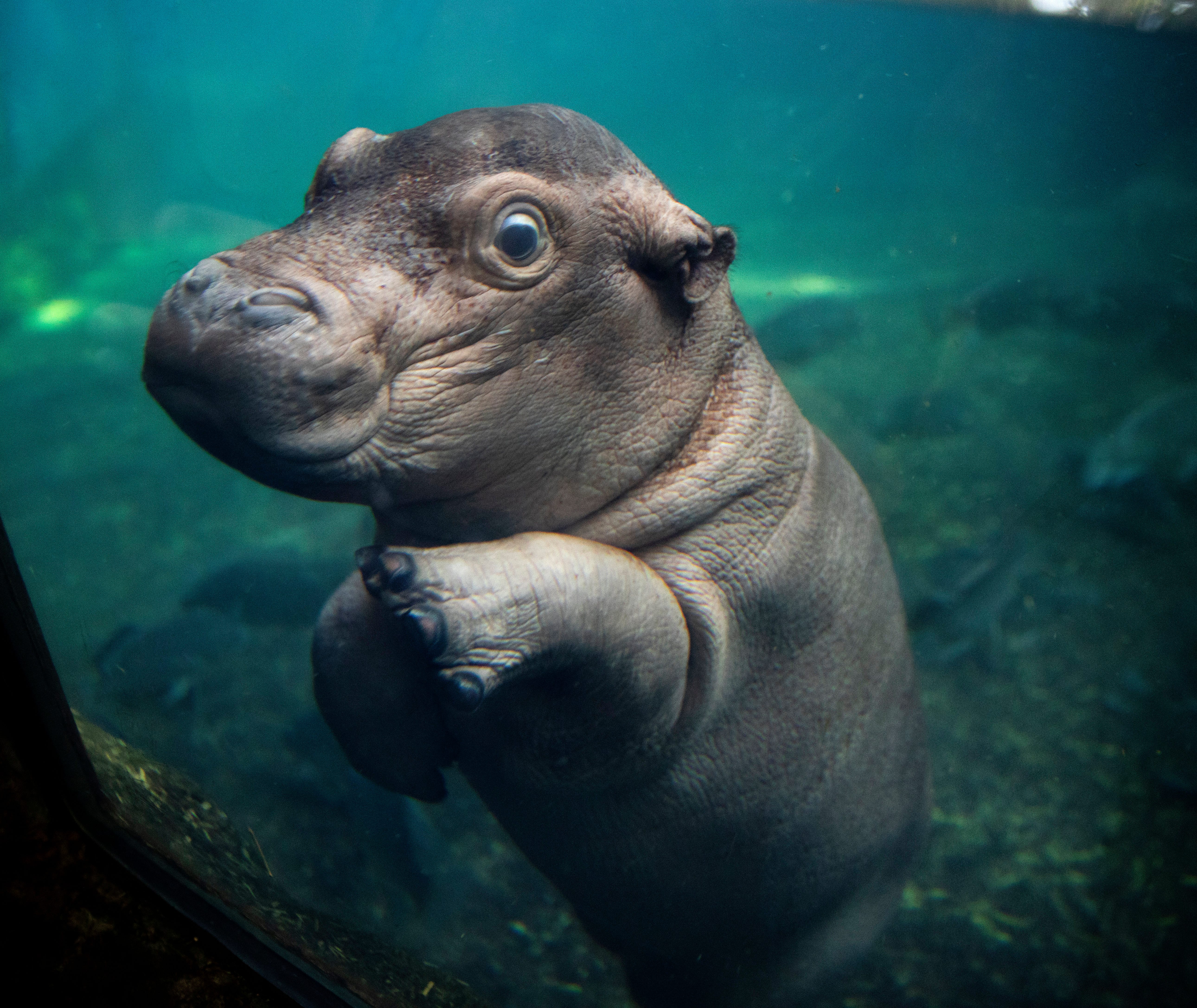 Cincinnati Zoo's baby hippo Fritz makes his public debut
