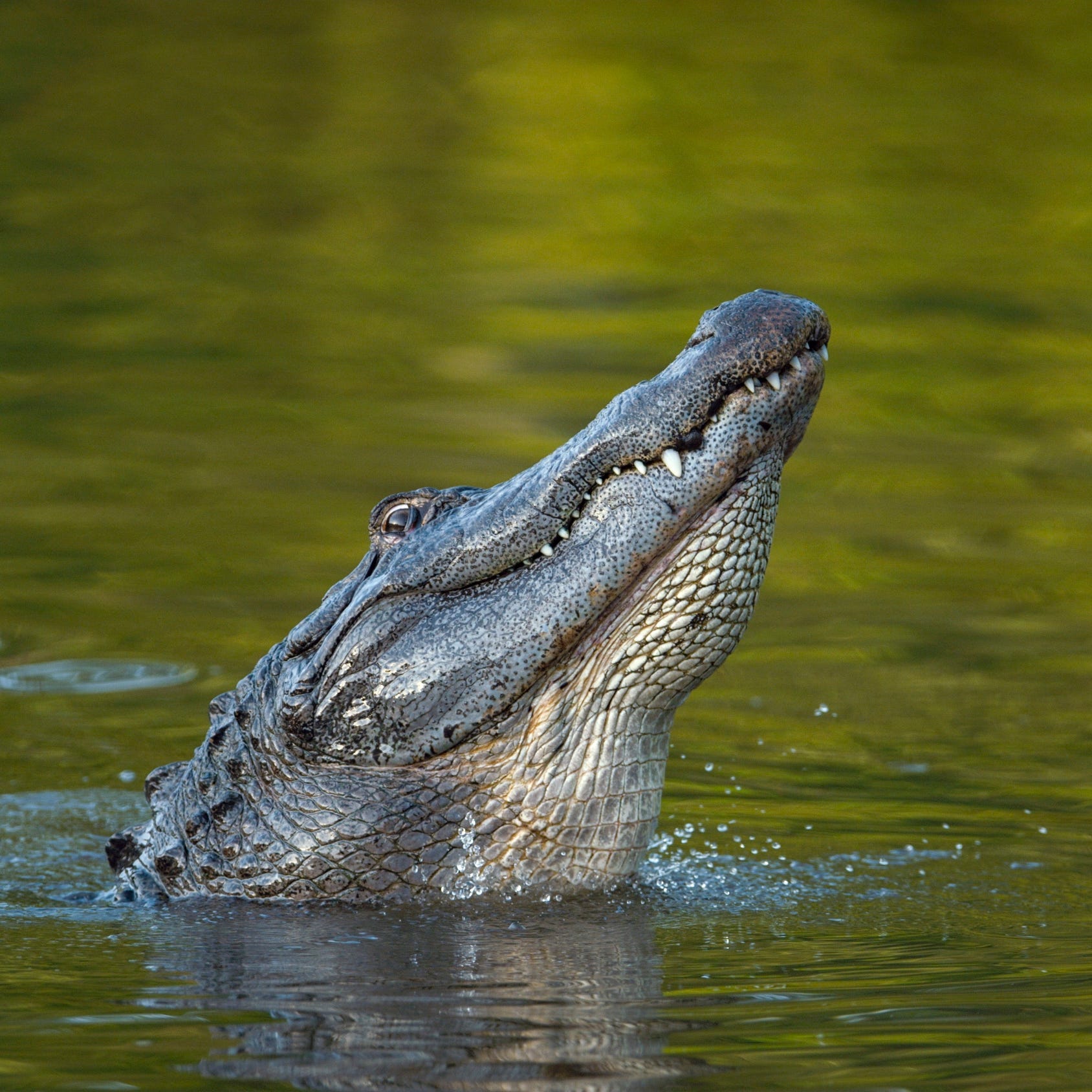 An alligator performs a water dance.