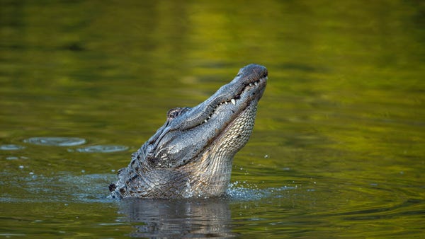 An alligator performs a water dance.