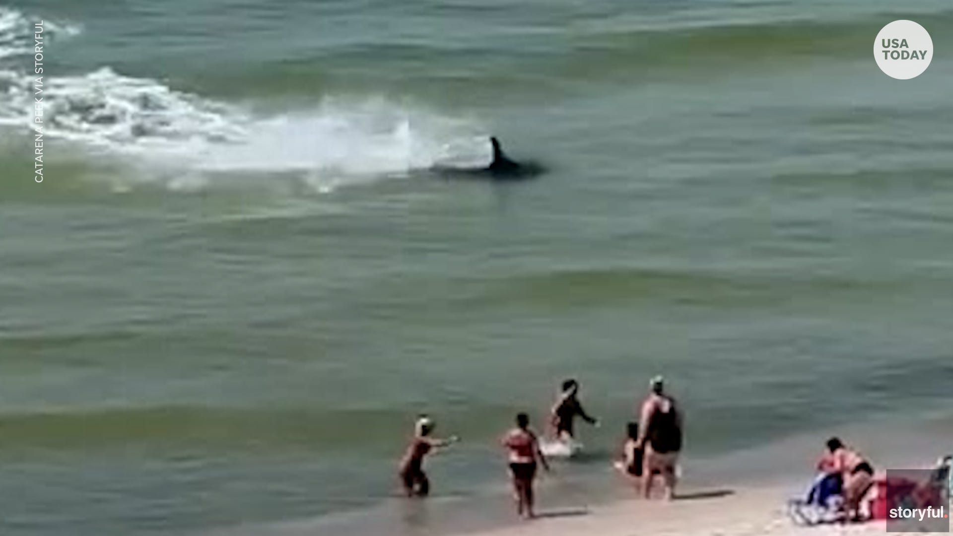 Uptick in East Coast shark sightings has lifeguards on alert and experts searching for answers