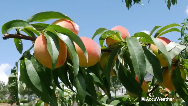 Georgia peach growers are forced to adapt as the c