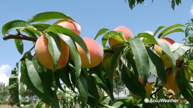Georgia's official state nickname is "The Peach State."