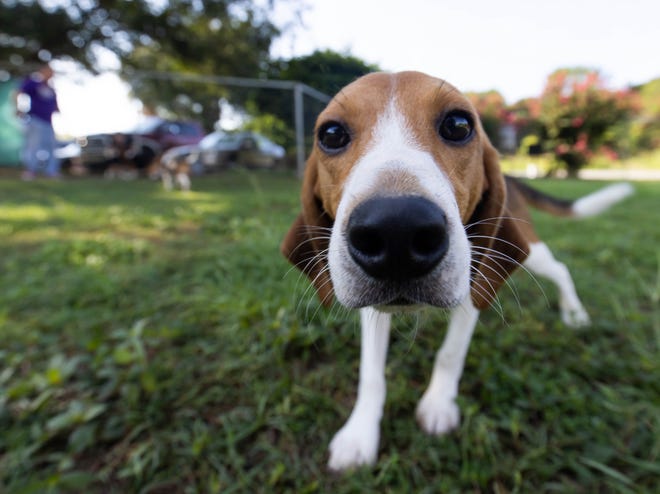 This rescue beagle will soon be available for adoption in Ocala.