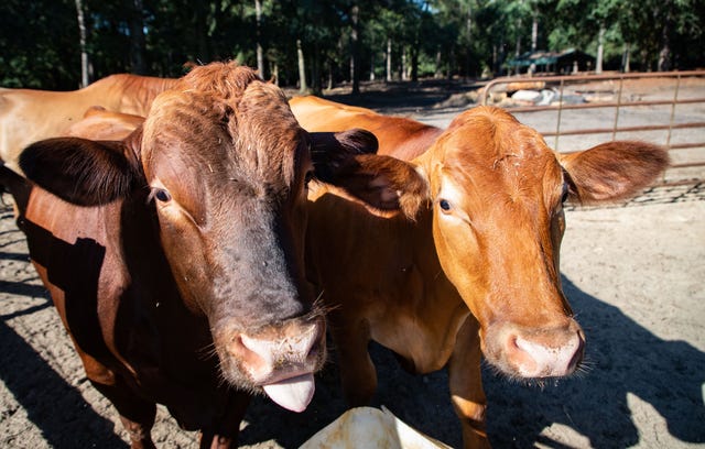 Las vacas de la granja de Lorri Kelly disfrutan de un poco de heno para el desayuno el viernes 19 de agosto de 2022. Las vacas viven entre los 150 cerdos de Guinea American Guinea de la raza de 150 herencia de Kelly.