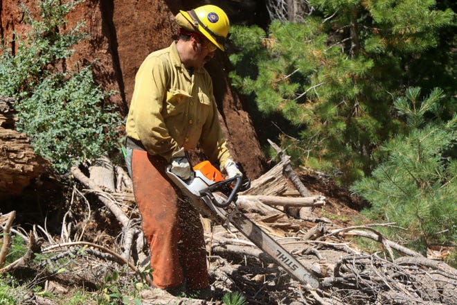 Fire crews work on hand-cutting small trees around the base of a sequoia tree in the Bearskin grove on Aug. 18, 2022.