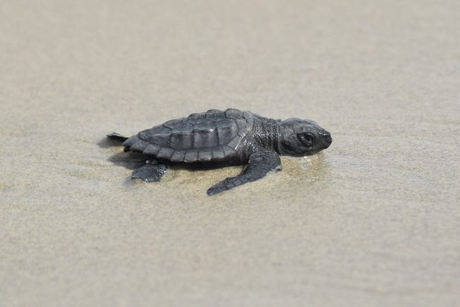 A newly hatched Kemp's Riley sea turtle makes its way to the sea.