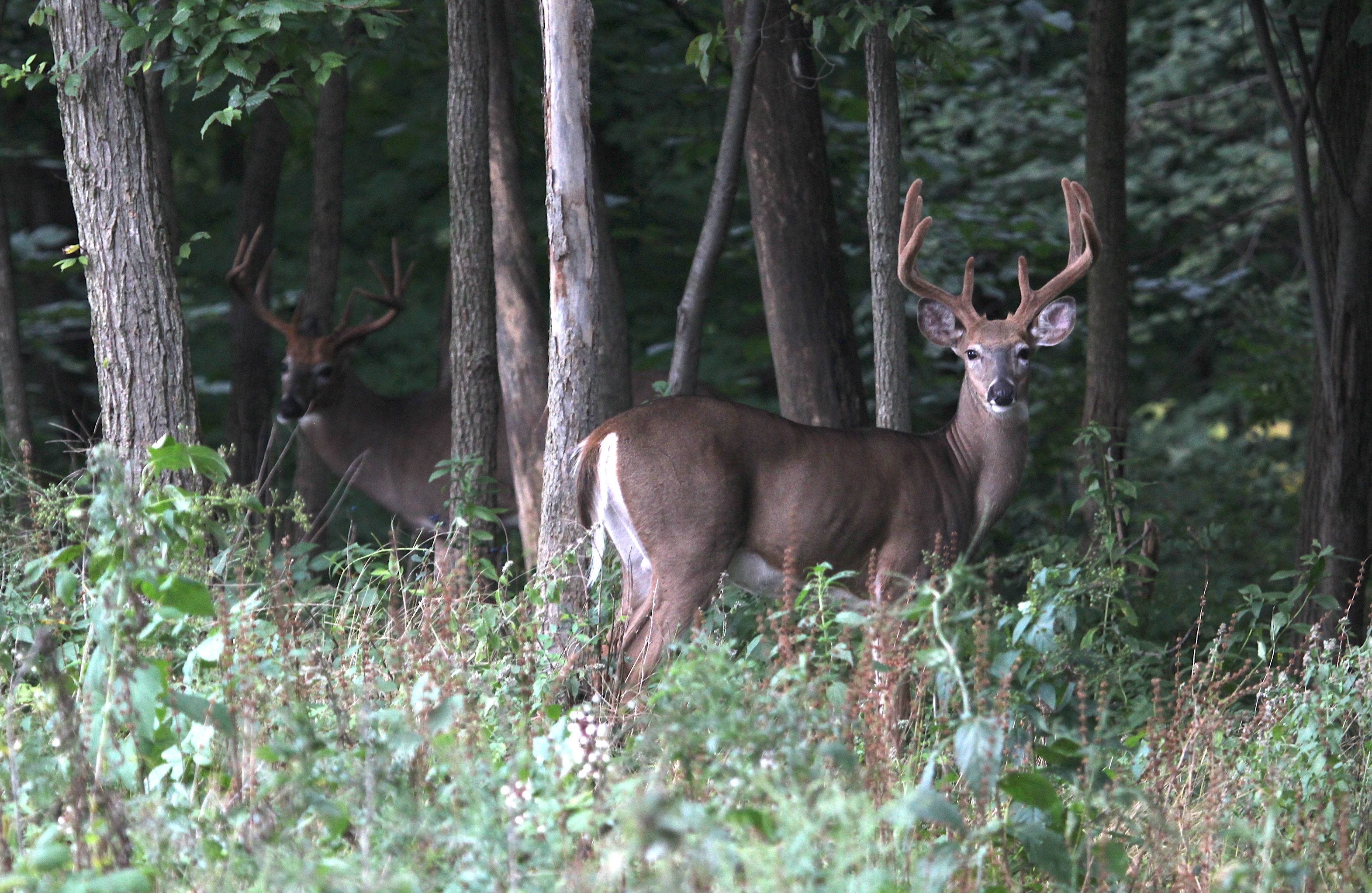 Wisconsin Deer Hunting Dates