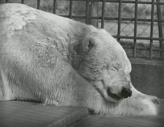 1979: A polar bear relaxing at the Jacksonville Zoo.
