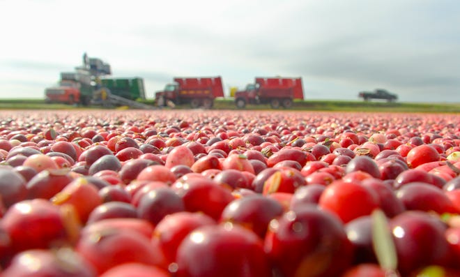 Industry pushes back against rule excluding cranberries as healthy food