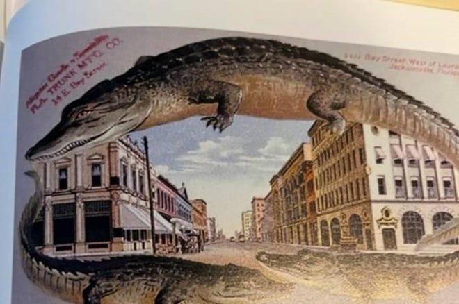 Many Florida postcards from the late 19th century (like this one looking west on Bay Street) might have given the impression that alligators roamed city streets.