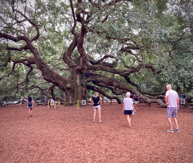 Visitantes asombrados de Angel Oak en John's Island, 12 millas a las afueras de Charleston.