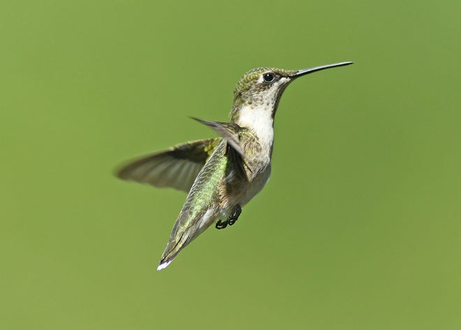 A female ruby-throated hummingbird hovers cautiously before eating from a feeder. Hummingbirds begin migrating in late August and into September. They go through a stage of eating large amounts of nectar and insects called hyperphagia to help fuel themselves before migrating south. So keep your hummingbird feeders stocked for a few more weeks.