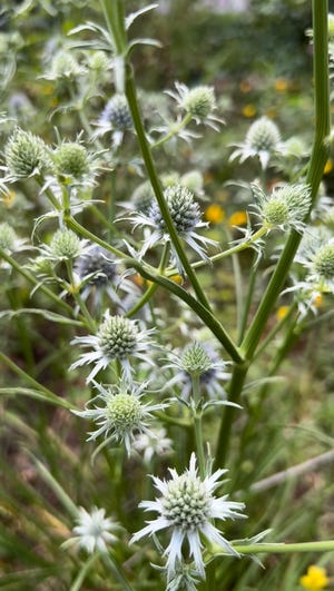 Used by Indigenous Americans for thousands of years, rattlesnake master continues its usefulness in the backyard garden as an important pollinator plant for native insects.