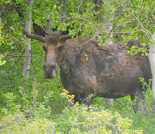 Moose are quietly establishing a population in northeastern Nevada.