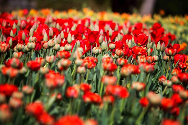 Darwin Hybrid Tulips are just some of the more than 240,000 tulips in bloom at Longwood Gardens' Spring Bloom in the spring of 2015.