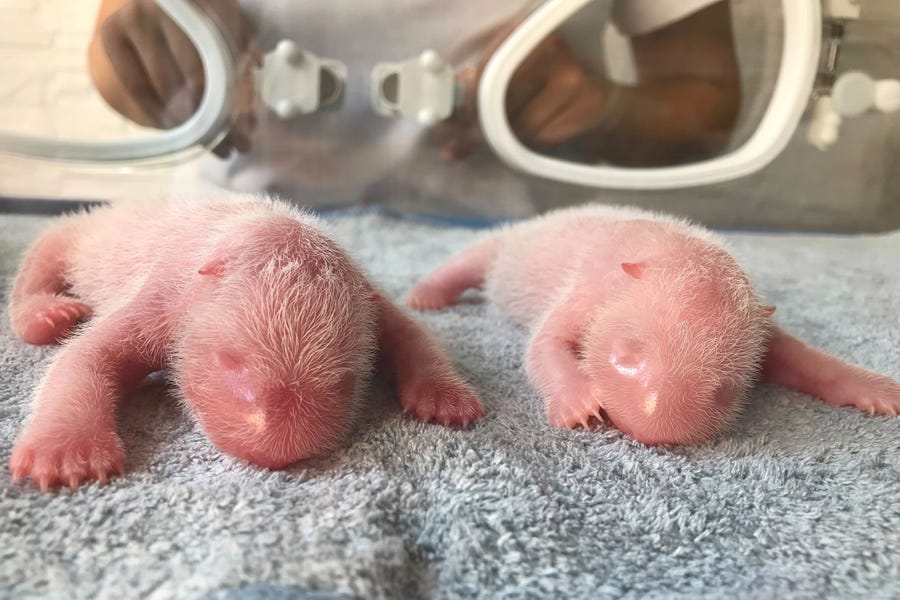 This photo released by Qinling Giant Panda Research Center, shows newly born twin Panda cubs, male at left and female at right, at the center in Xi'an, in northwestern China's Shaanxi Province on Tuesday, Aug 23, 2022.