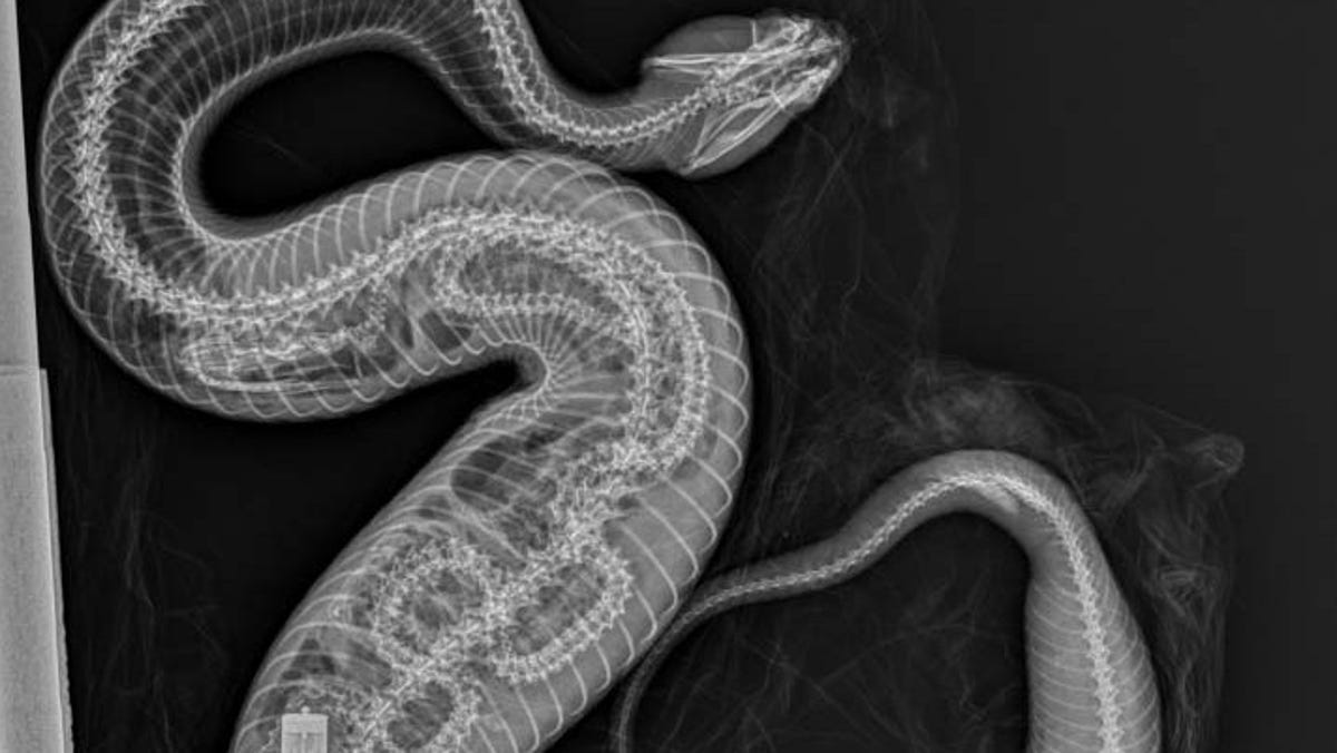 X-ray of cottonmouth snake, which consumed a Burmese python and its tracking transmitter.