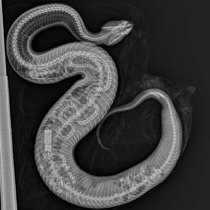 Do Burmese Pythons Eat Other Snakes?