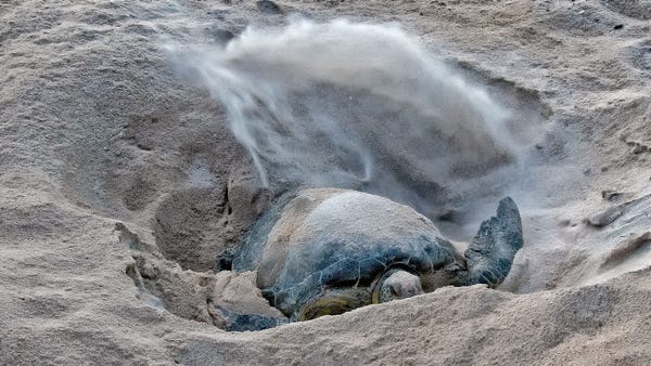 An endangered green sea turtle throws sand as she 
