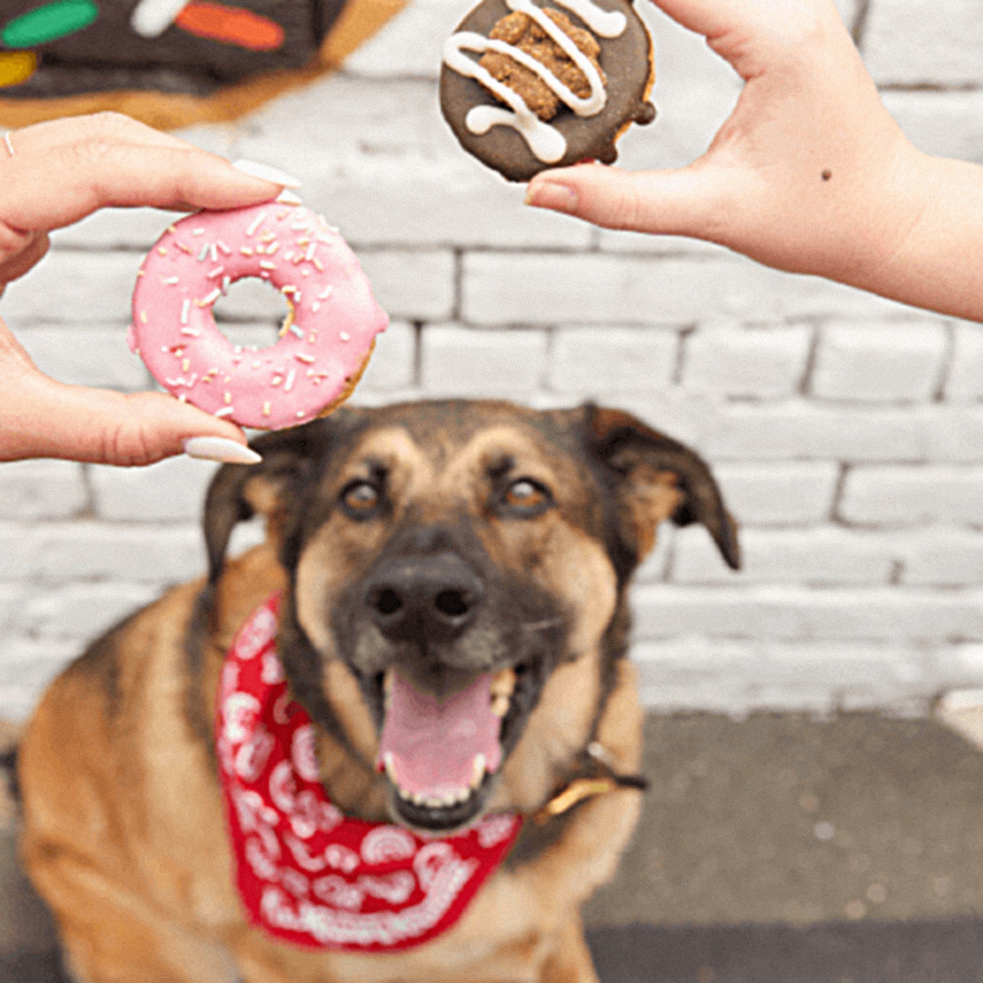 Krispy Kreme celebrates National Dog Day with canine-friendly treats Krispy Kreme celebrates National Dog Day with canine-friendly treats
