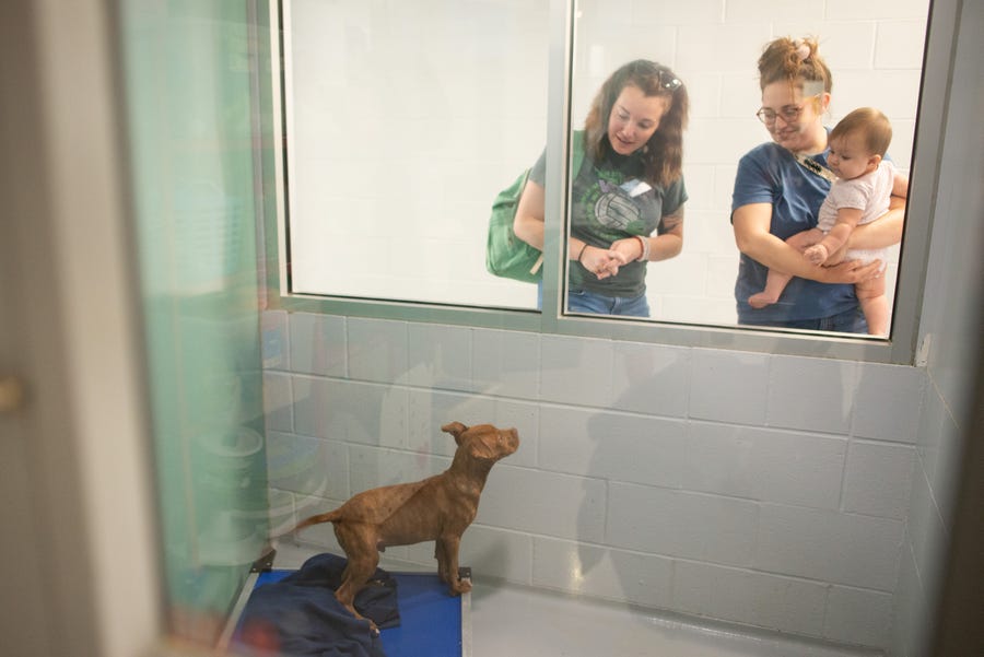 Brownie, a pit bull terrier/Labrador retriever mix puppy, grabs the attention of Kindal Stewart, left, Abigail Vinson, right, and 8-month-old Niah Stewart Wednesday afternoon at the Helping Hands Humane Society. Kindal ended up adopting Brownie through the shelters lowered $25 adoption fee rate through Aug. 31.