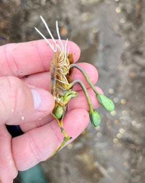Tensas Parish farmer Ben Guthrie displays a soybean pod that has sprouted because of excessive rain.