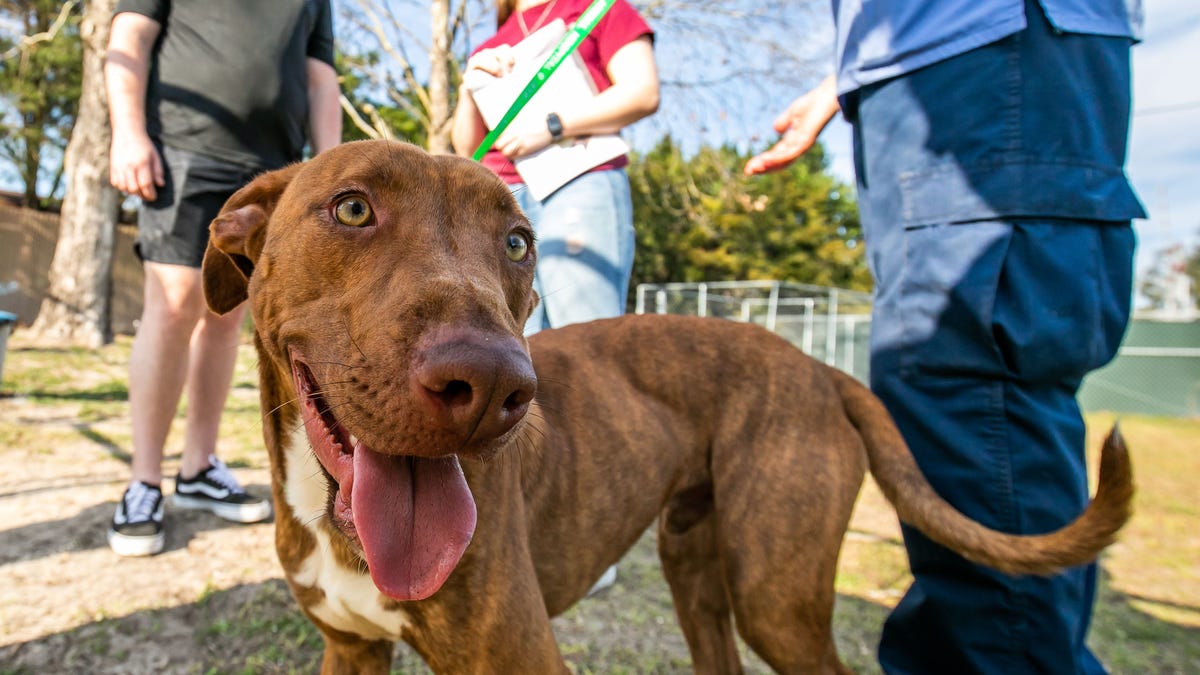 Popper, a dog that was up for adoption at the Marion County Animal Shelter, takes a break from playing ball with Dylan Valle, left, and his girlfriend Julie Schultz, who later decided to adopt the one-year-old dog on Jan. 20, 2022, in Ocala, Florida.