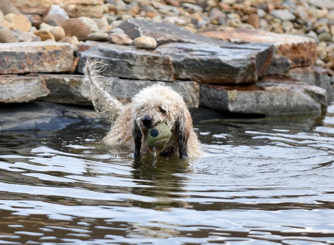 Pumpkin, l'un des six chiens appartenant à Bill et Kim Novotny, récupère une balle dans une piscine installée à Promway Kennels dans le canton de Jackson.  Les chiens élevés dans le chenil peuvent également utiliser la piscine.