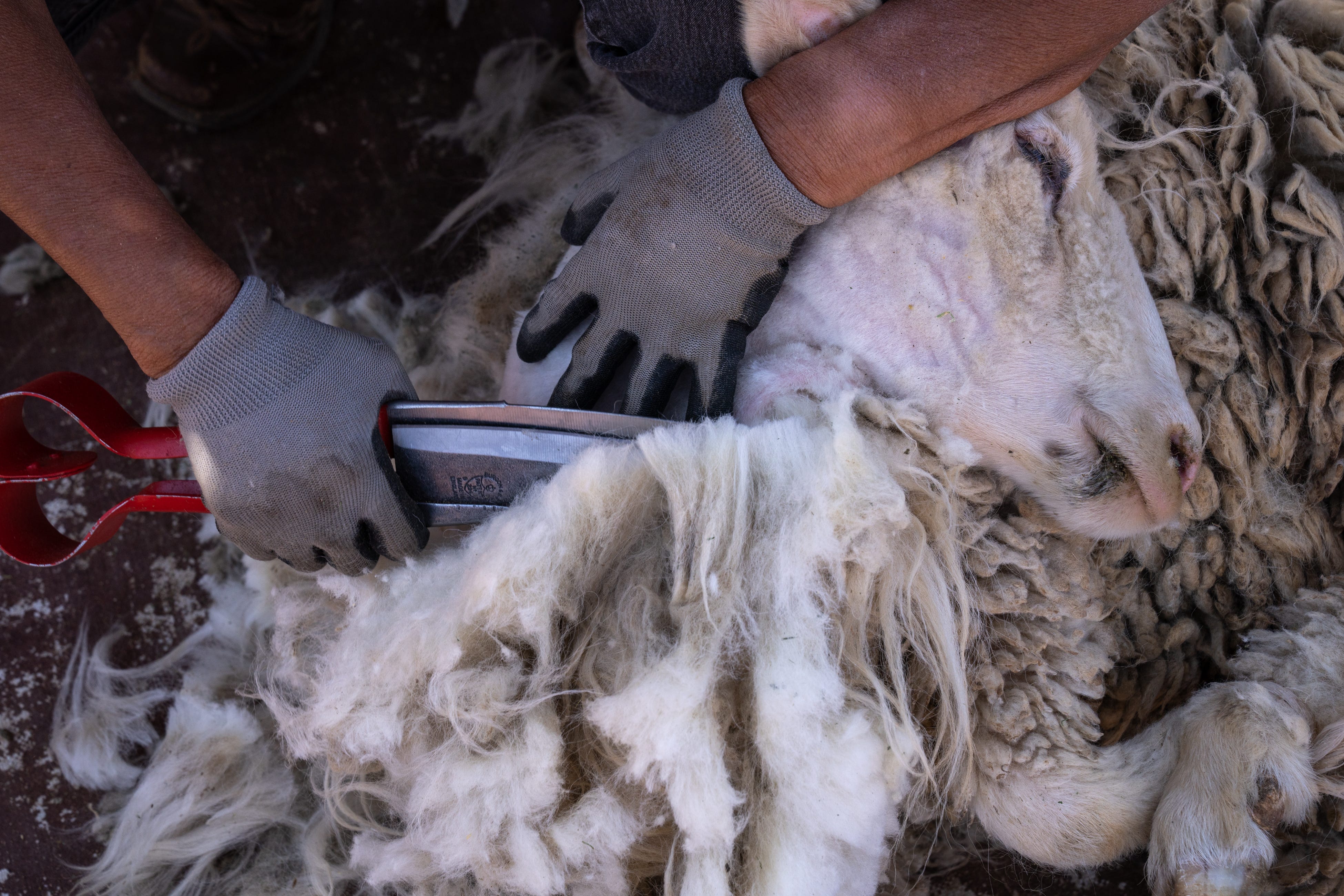 Marjorie Bigman shears a sheep on May 24, 2022, near Coppermine on the Navajo Nation.