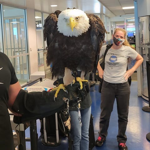 Clark the Bald Eagle at Charlotte Douglas Internat