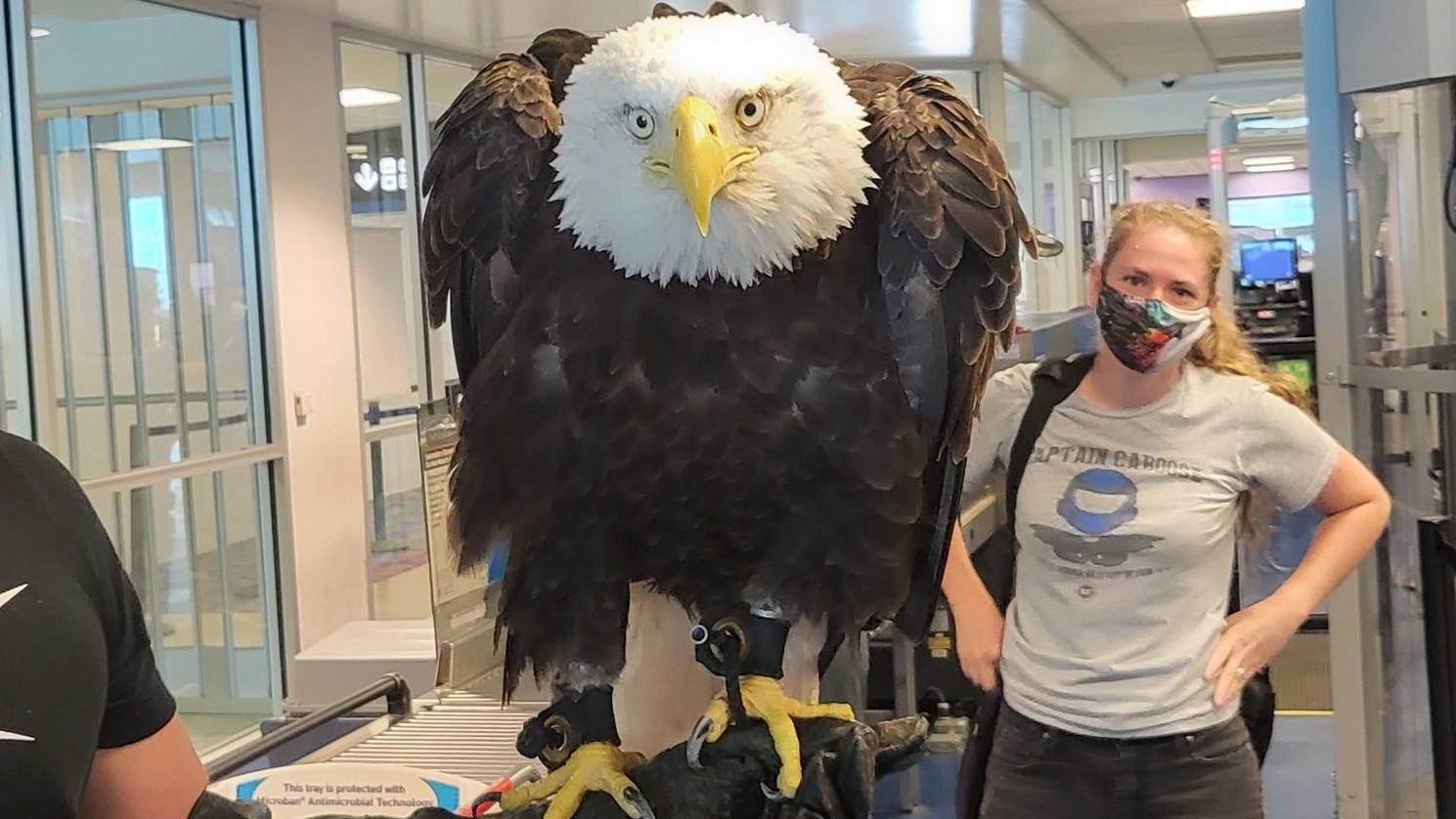 meet-clark-the-19-year-old-bald-eagle-spotted-traveling-through-airport-security