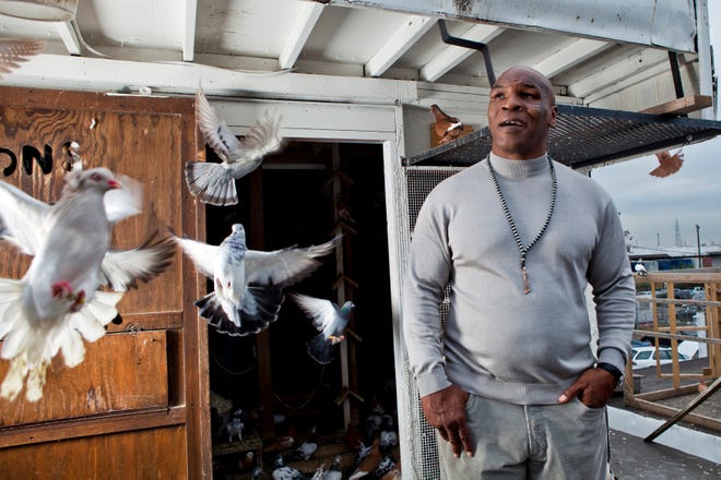 Mike Tyson is surrounded by pigeons on the set of his Animal Planet show "Taking on Tyson" in 2011.