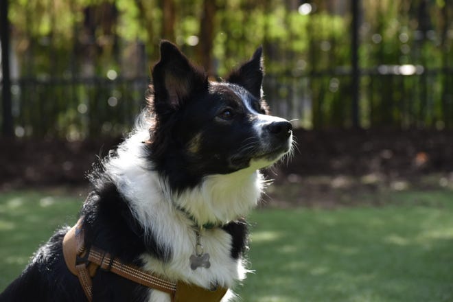 Detroit resident Kellen Collison's 2-year-old border collie Brody at the Capital Park dog park on Saturday, Aug. 27. Brody is up to date on his vaccines so Collison, 30, is not worried about the recent parvovirus outbreak in northern Michigan.