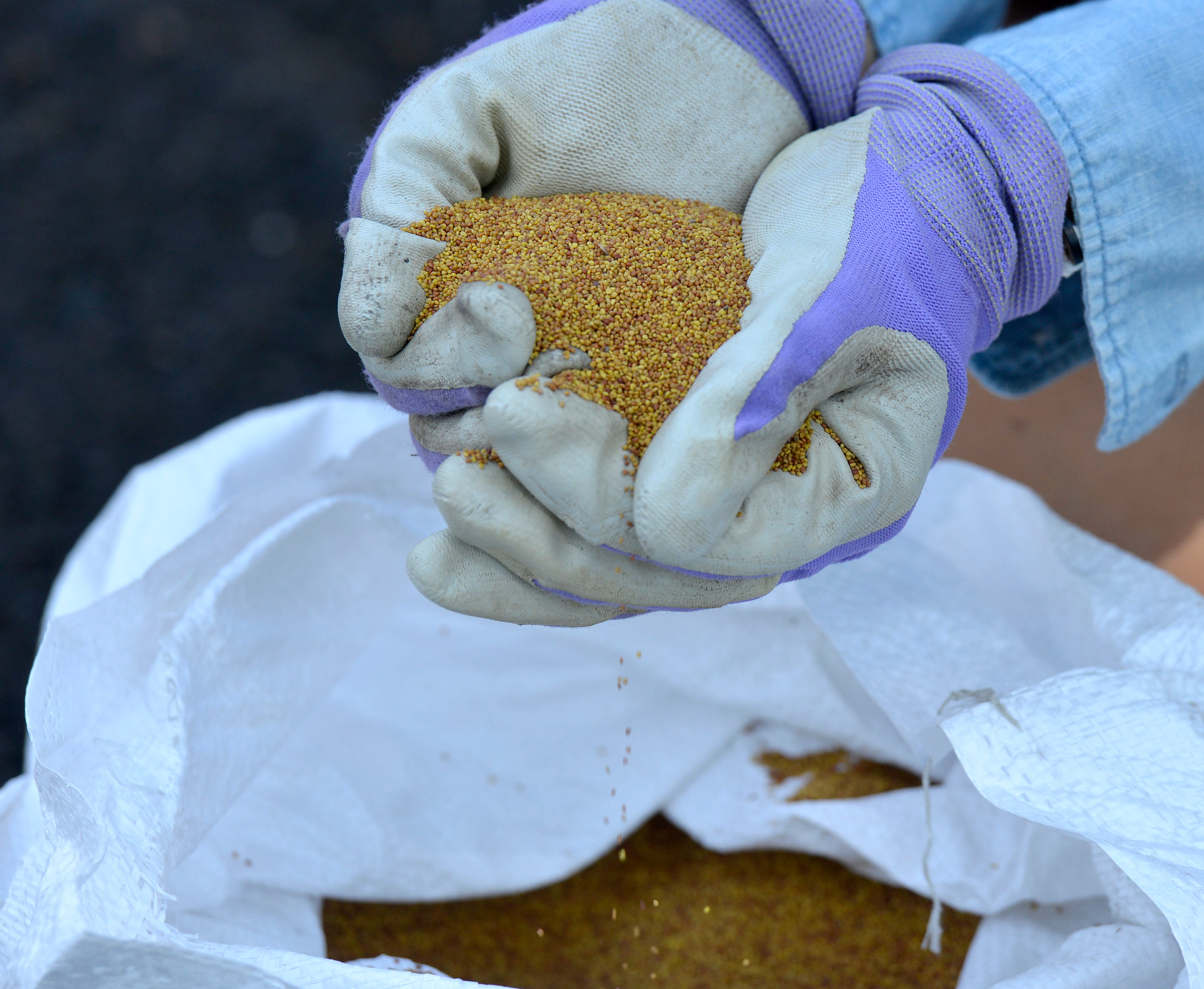 Laura Kelley, owner of Littlefield Landscapes, holds a handful of Dutch white clover seed that will be planted in a client's lawn in Chatham. Clover, she said, wants to live naturally on the Cape and doesn't need irrigation to maintain or soil amendments. It also germinates in three days.