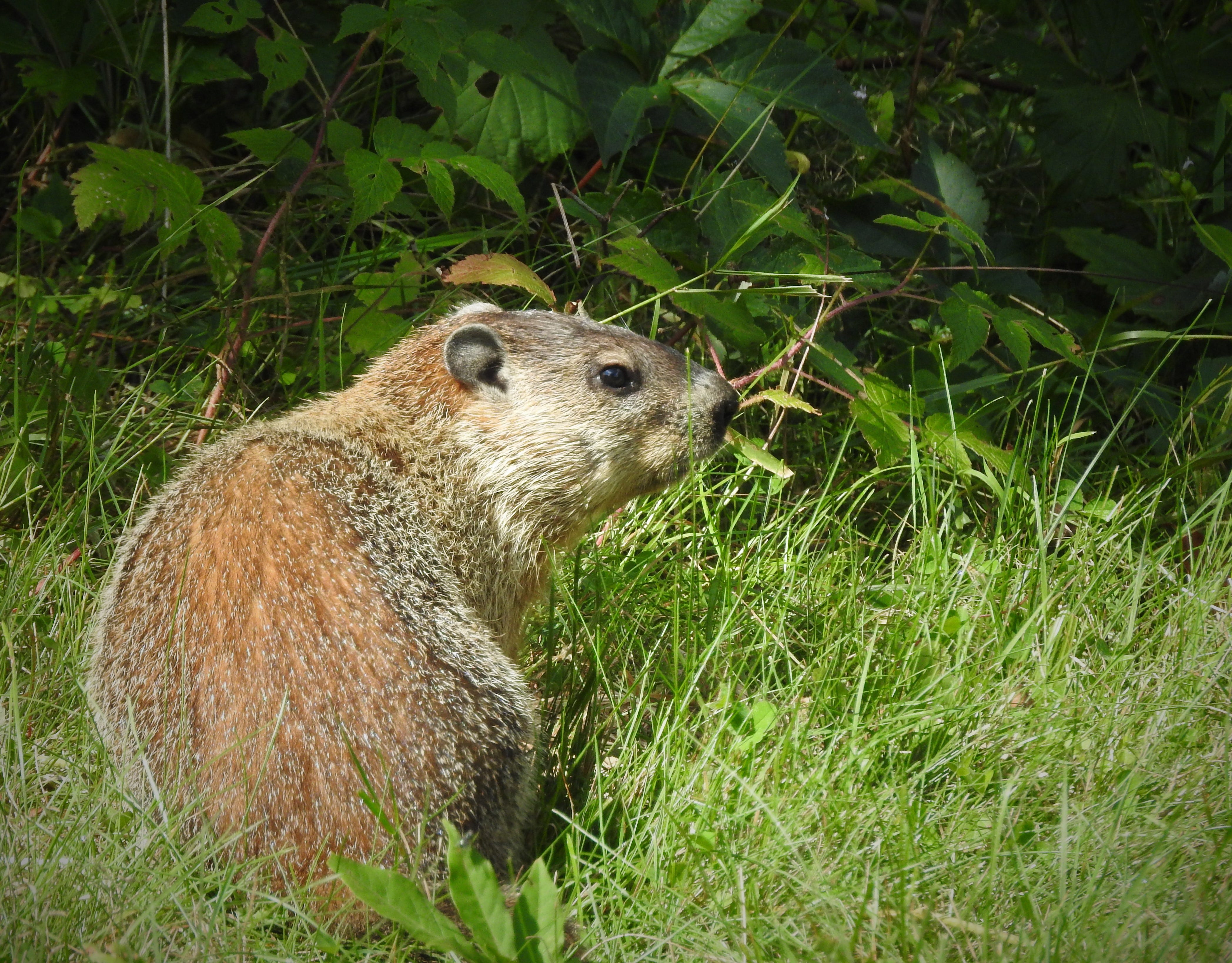 Woodchucks, also known as a groundhog or whistle pig, are marmots