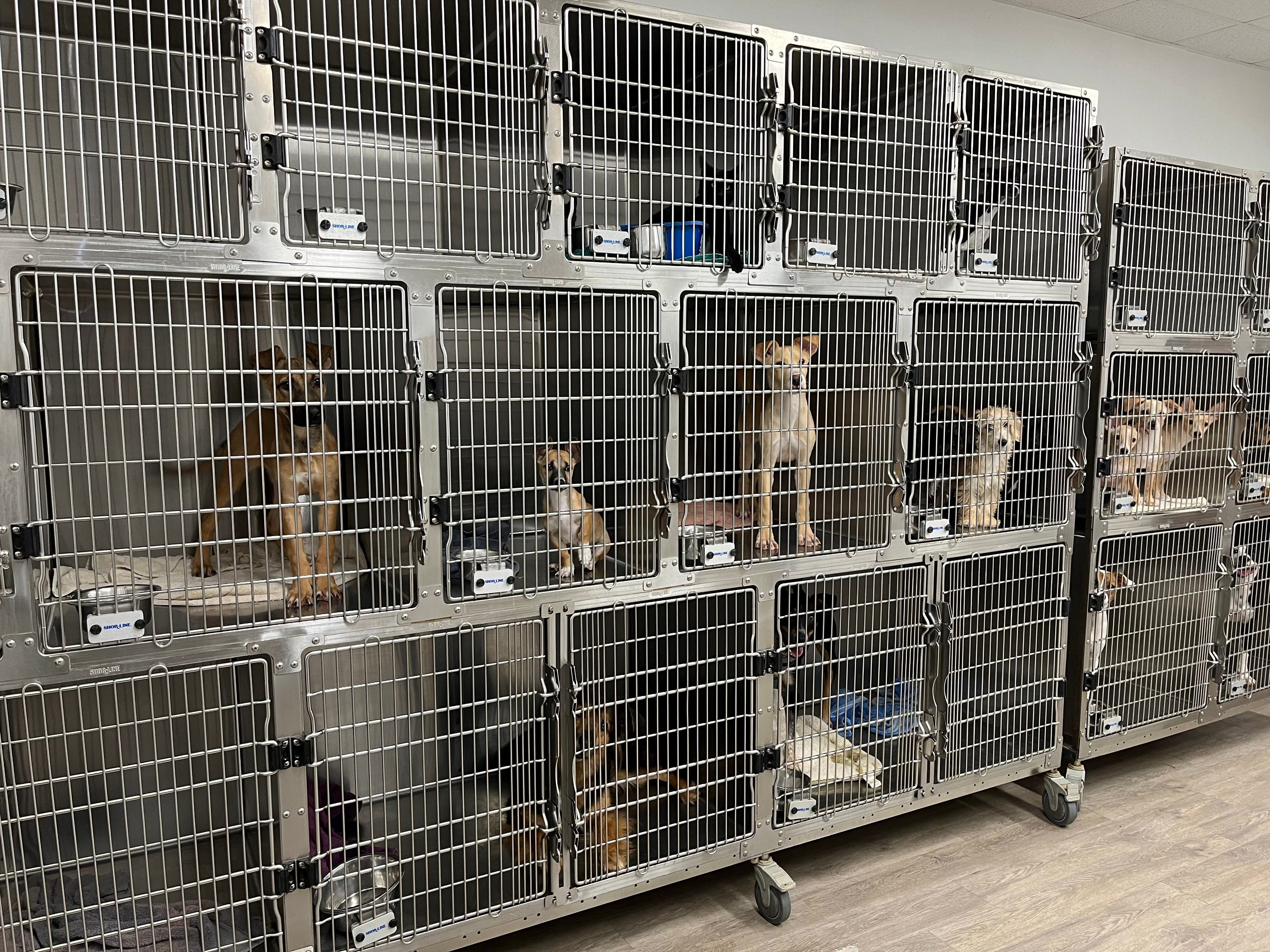 Paw Works animal shelter scrambles to find new home for rescue efforts Paw Works animal shelter scrambles to find new home for rescue efforts