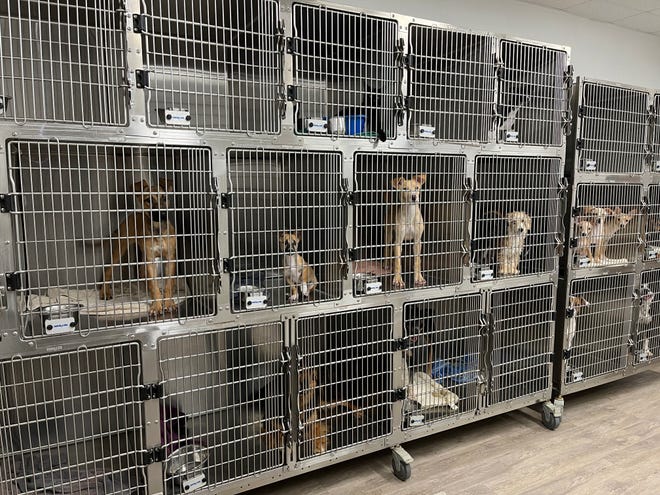 Paw Functions animal shelter scrambles to come across new residence for rescue attempts Paw Functions animal shelter scrambles to come across new residence for rescue attempts