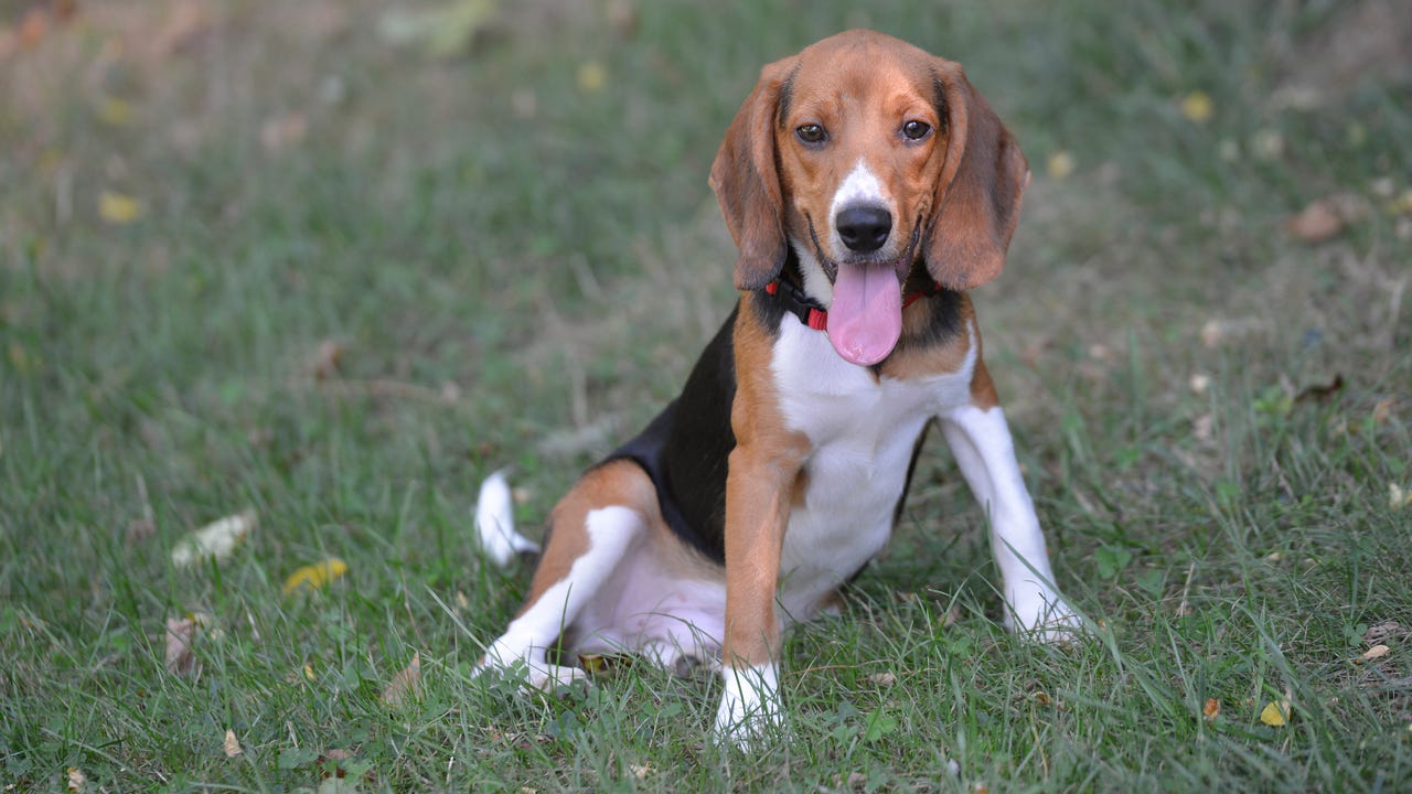 Puppy love: Beagles from Virginia breeding center arrive in Brewster
