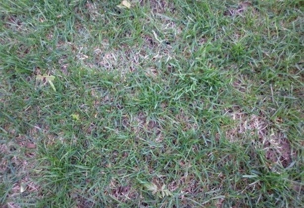 Fall Is The Best Time Of Year To Reseed Your Lawn Here s A Guide fall-is-the-best-time-of-year-to-reseed-your-lawn-here-s-a-guide